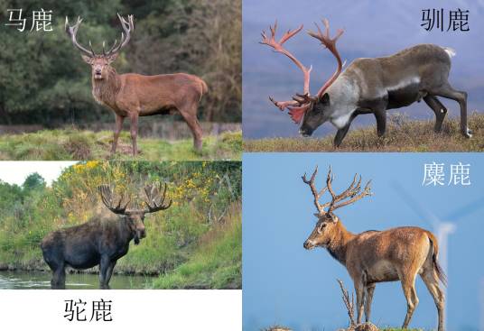 麋鹿(错误翻译)