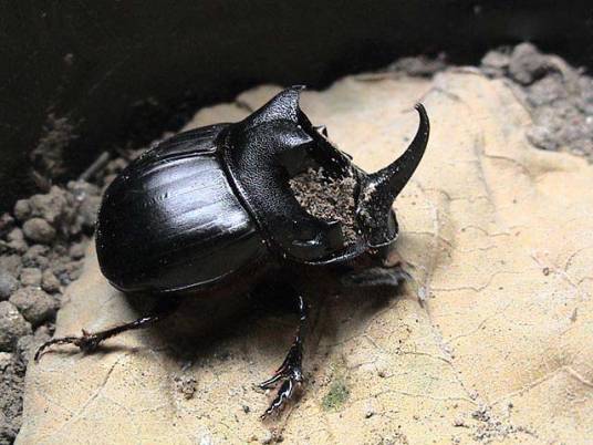 蜣螂虫(屎壳郎的学名)