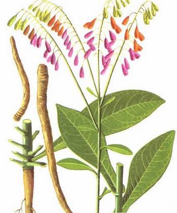 大青叶拼音名:Daqingye