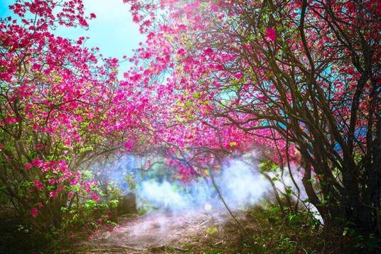 黄狮寨(湖北罗田黄狮寨)