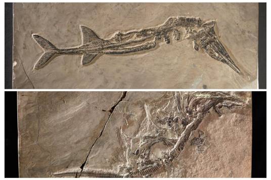 中国化石(中国朝阳的古生物化石)