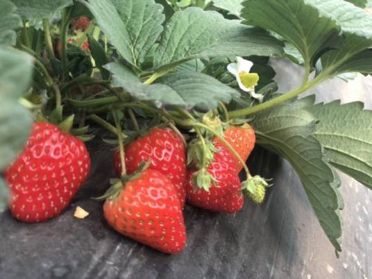 红颜草莓