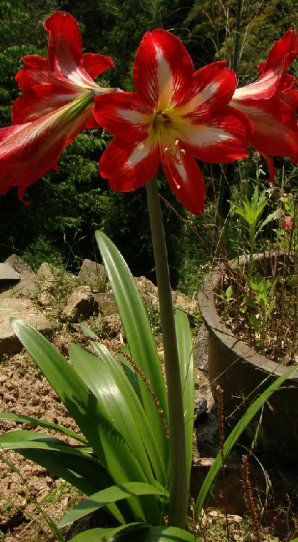 朱顶红(中药材)