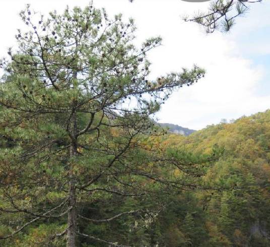 巴山松(松科松属植物)