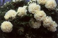 祥云(芍药属植物)