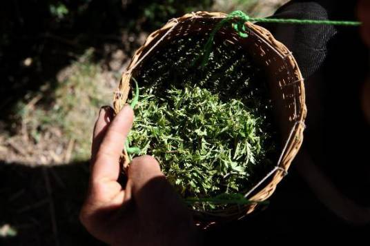 炉霍雪域俄色茶