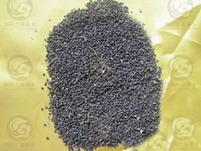 白花菜子(植物物种)