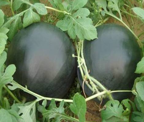 铁将军(西瓜品种)