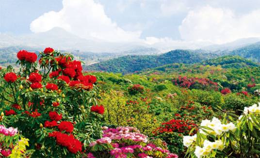 贵州百里杜鹃国家森林公园