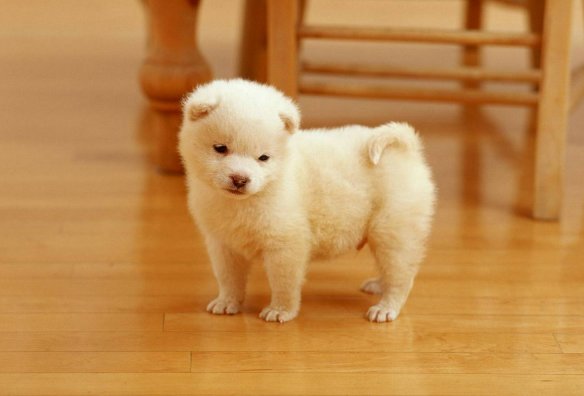 两个月大的小狗拉稀怎么办