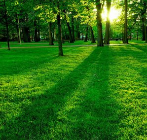 又绿又什么的草地