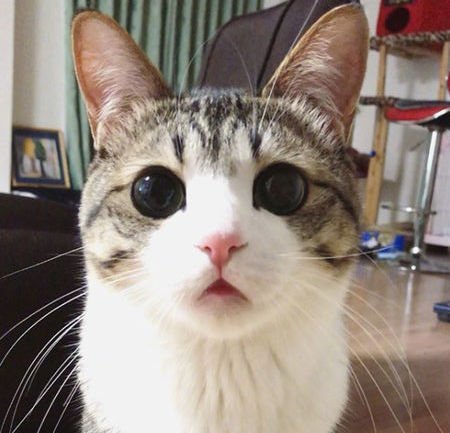 猫脚下的肉垫有什么用处