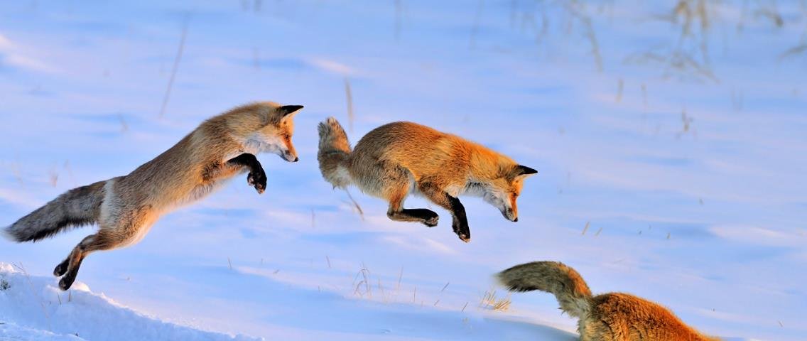 大兴安岭有什么独特之处可以吸引稀缺的红狐出没？