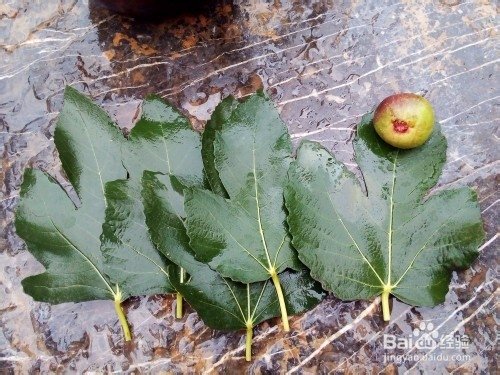 怎样用无花果巧治痔疮？