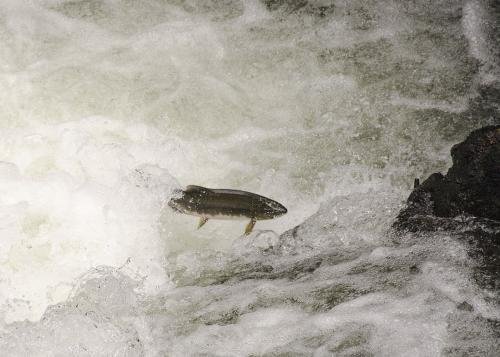 逆流而上指什么动物?