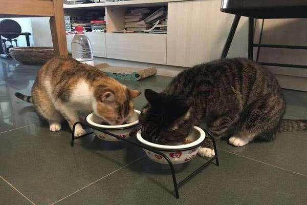 成都防疫人员给隔离猫咪送罐头测核酸,此举值得推广吗?