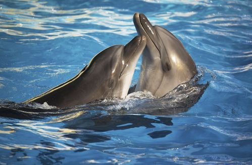 海豚寓意是什么呢?