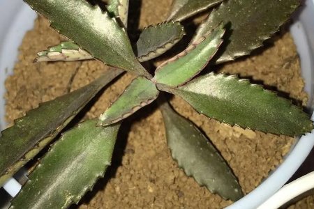 落地生根的植物有哪些？