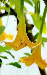 曼陀罗是什么花的一种