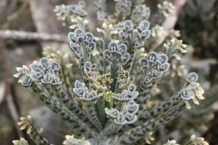 落地生根的植物有哪些？