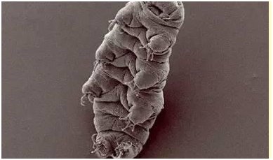 怎样杀死水熊虫？