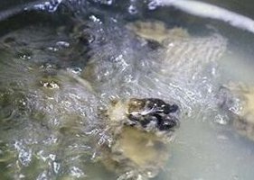 鲍鱼的简单家常做法