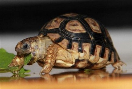 家养的乌龟不吃东西怎么办