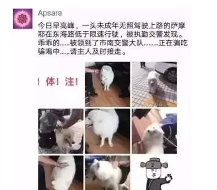 萨摩耶走丢在交警队混吃混喝1个月快被吃穷了？