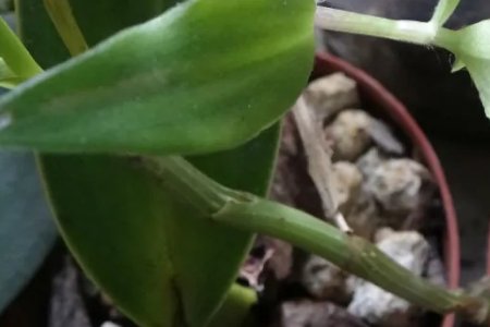 落地生根的植物有哪些？