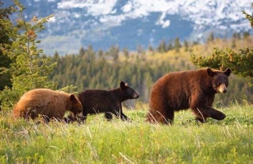 棕熊咬死牧民被击毙，可怕！为何说没有三毛别罴事件吓人？