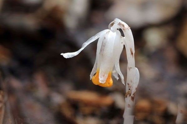 “水晶兰”这种植物不是兰花，那为什么又称它为“冥界之花”？