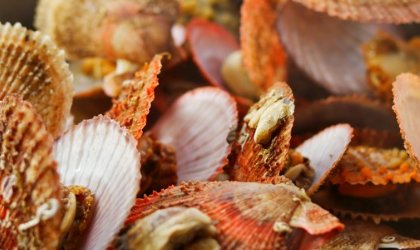 蒸扇贝需要几分钟