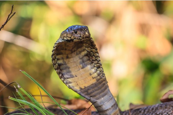 眼镜蛇头部取出黑色石头一样的东西是什么？灌水别来