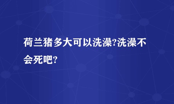 荷兰猪多大可以洗澡?洗澡不会死吧?