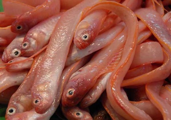 有一种鱼象带鱼嘴是圆是什么鱼的？