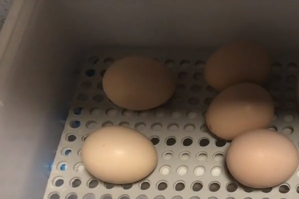 用孵化器孵化小鸡的全部过程