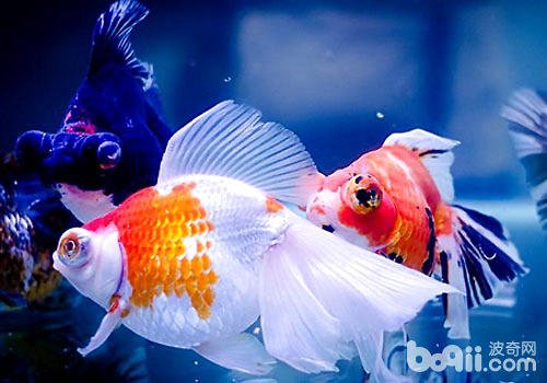 哪种观赏鱼好养