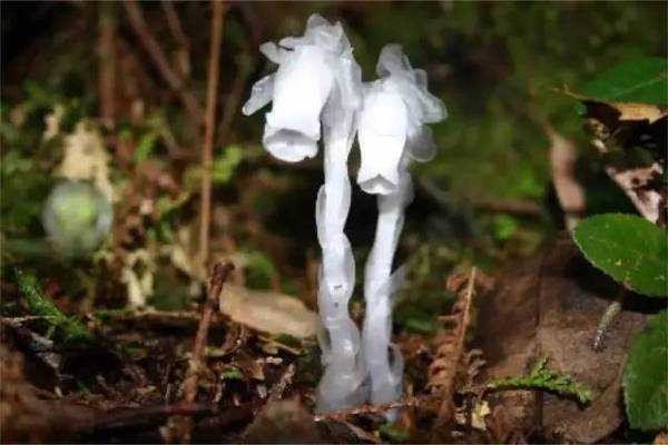 “水晶兰”这种植物不是兰花，那为什么又称它为“冥界之花”？