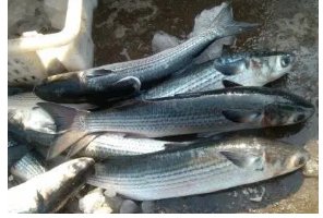 wow中新鲜的阳磷鲑鱼在哪钓？