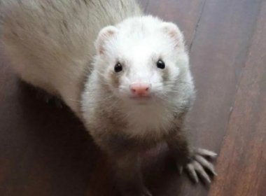 宠物貂好养吗?宠物貂的寿命是多长?