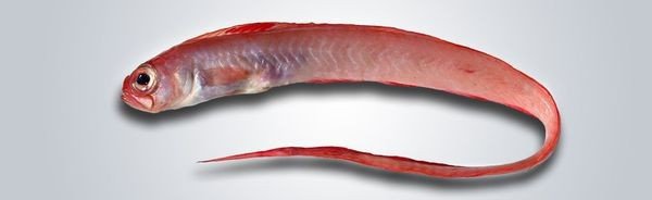 有一种鱼象带鱼嘴是圆是什么鱼的？