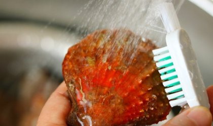 蒸扇贝需要几分钟