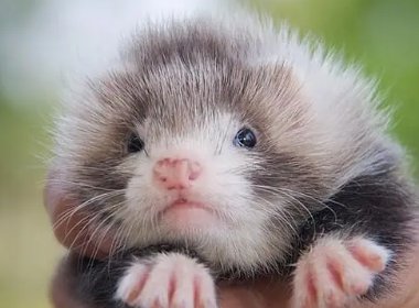 宠物貂好养吗?宠物貂的寿命是多长?