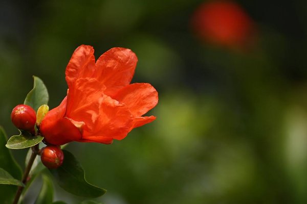 石榴花开花像什么