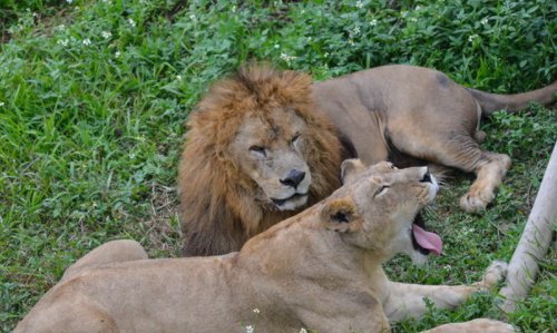 东莞香市动物园怎么样？可以说说吗？