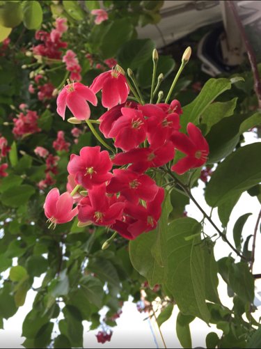 使君子是什么？