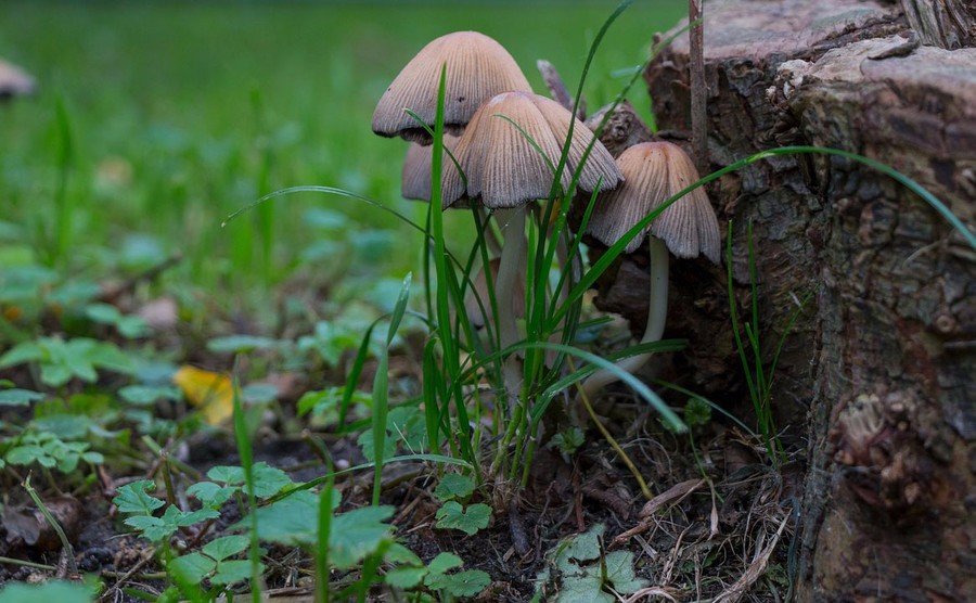 有机蔬菜的市场前景