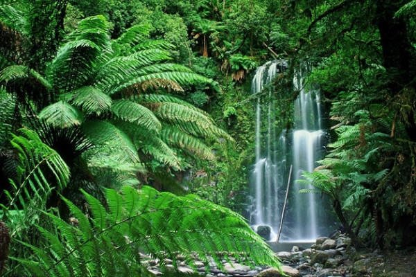 藻类、苔藓、蕨类植物各有哪些主要特征