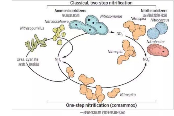 污水处理中什么是硝化和反硝化？