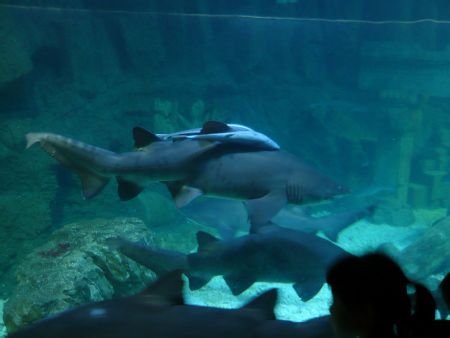 青岛有哪些风景名胜！